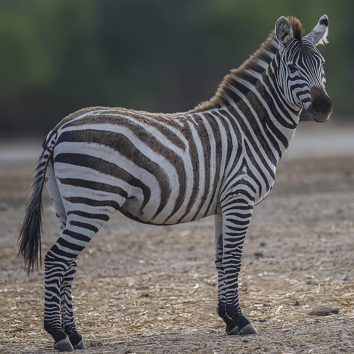 zebra.jpeg